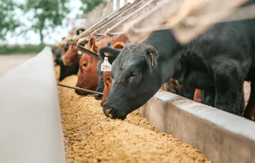 素牛導入精算システム